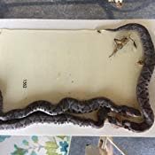 Snake Trap Large (Foldable Reusable 32x10x 3) with (1) Catch Insert Commercial Grade Made of Strong Corrugated Plastic in Alabama USA
