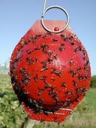Bailey's Apple Maggot Trap Kit (10-Pack)