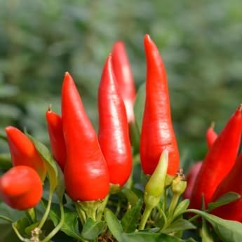 Taquito Pepper - Complete Seed Pod Plugs with Plant Food - 10 Pods for Hydroponic Gardens Click and Grow Lettuce Grow and Outdoor Gardens