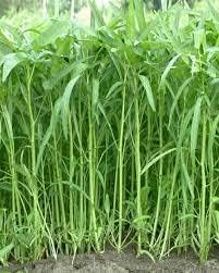 2000 Seeds Kangkong Seeds - Rau Muong Seeds Ong Choy Cong Xin CAI Seeds Brown Wạtér Spinạch Seeds Vegetable Seeds