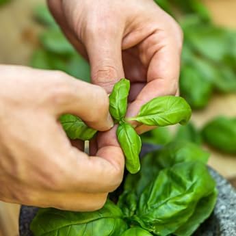 Genovese Basil - Complete Seed Pod Plugs with Plant Food - 10 Pods for Hyrdoponic Gardens Click and Grow Lettuce Grow and Outdoor Gardens