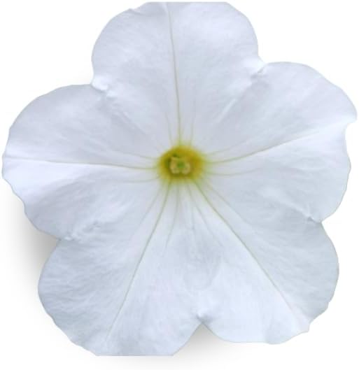 White Petunia - Complete Seed Pod Plugs with Plant Food - 10 Pods for Hydroponic Gardens Click and Grow Lettuce Grow and Outdoor Gardens