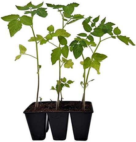 Bootstrap Farmer Extra Strength 6 Cell Seedling Starter Trays 60 Pack (360 Cells) for Seed Germination and Plant Propagation Planting Starting Plugs