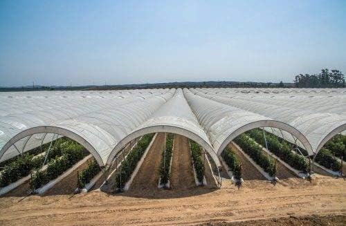 Greenhouse Film 6 Mil UV Treated Standard Clear Polyethylene Film (12' x 25')
