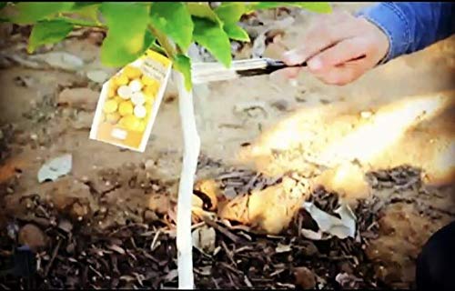 IV Organic White Wash Plant Guard 1 Gallon (White)