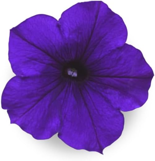 Blue Petunia - Complete Seed Pod Plugs with Plant Food - 10 Pods for Hydroponic Gardens Click and Grow Lettuce Grow and Outdoor Gardens