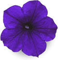 Blue Petunia - Complete Seed Pod Plugs with Plant Food - 10 Pods for Hydroponic Gardens Click and Grow Lettuce Grow and Outdoor Gardens