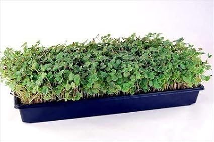 Living Whole Foods 100 Plant Growing Trays (No Drain Holes) - 20inches x 10inches - Perfect Garden Seed Starter Grow Trays: for Seedlings Indoor Gardening Growing Microgreens Wheatgrass &amp More