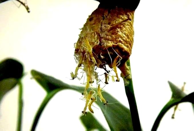 Mantis Eggs with a Free Observation Hatching Pack – Equipped with a Transparent Window Pocket to Observe The Hatching Process Each Ootheca can Produce up to 400 Baby mantises (3 Wood)