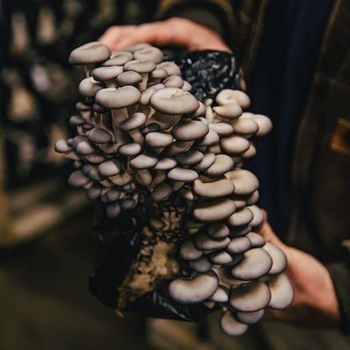 Far West Fungi Oyster Mushroom Mini-Farm Grow Kit 5lbs Non-GMO Easy to Use Grow Your Mushrooms at Home Tree Oyster Produced by Real Farmers in California Indoor