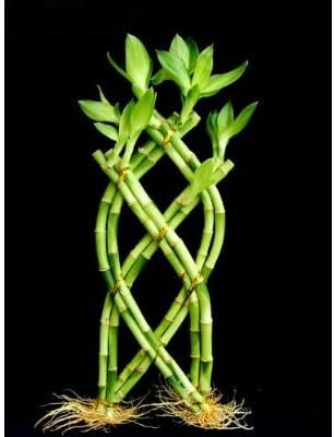 1 Set of Fence ( Palm or Trellis) Lucky Bamboo for Feng Shui or Gifts