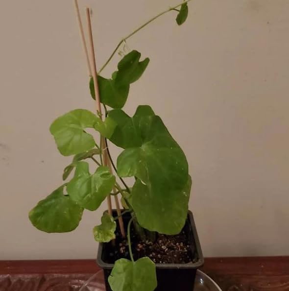 Climbing Tindora Vine Ivy Gourd Plant Scarlet Gourd Vine Tropical Fruit Plant Half Gal Pot No Ship CA