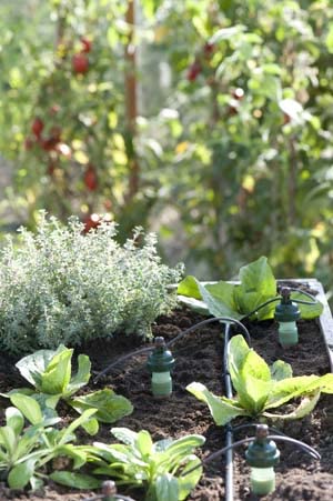 Blumat Watering System Stakes 10 Plant Starter Drip Irrigation | Great for Houseplants and Garden