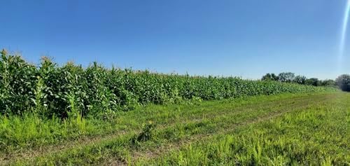 Open Pollinated Seed Corn - Minnesota 13 Organic Grown 5 Pound Direct from Seed Grower