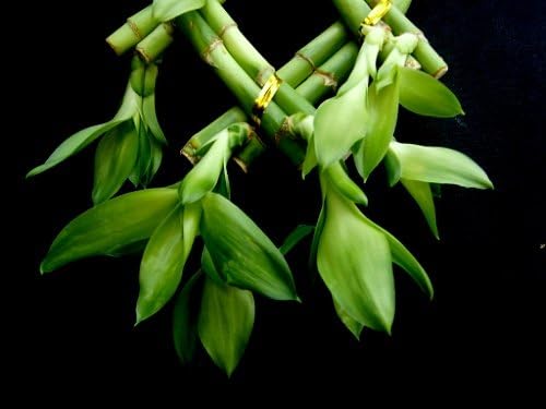 1 Set of Fence ( Palm or Trellis) Lucky Bamboo for Feng Shui or Gifts