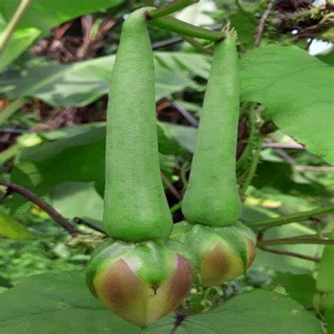 Generic Clove Bean Seeds Kaambhu Kathrikkai SeedsIpomoea muricata Seeds Nithya Vazhuthana SeedsMookuthi avarai Seeds 10 Seeds Brown