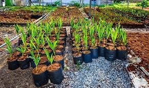 Home and Country Coco Coir Brick 50 Lbs Triple Washed Low EC Coconut Fiber Potting Soil Alternative for Indoor Plants Gardening Essentials and Mulch Compost Base
