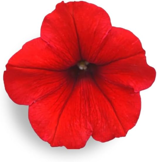 Red Petunia - Complete Seed Pod Plugs with Plant Food - 10 Pods for Hydroponic Gardens Click and Grow Lettuce Grow and Outdoor Gardens