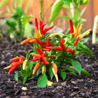 Taquito Pepper - Complete Seed Pod Plugs with Plant Food - 10 Pods for Hydroponic Gardens Click and Grow Lettuce Grow and Outdoor Gardens