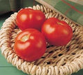 Tomato Florida 91 100 Seeds