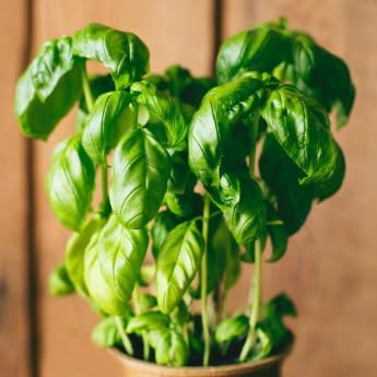Genovese Basil - Complete Seed Pod Plugs with Plant Food - 10 Pods for Hyrdoponic Gardens Click and Grow Lettuce Grow and Outdoor Gardens