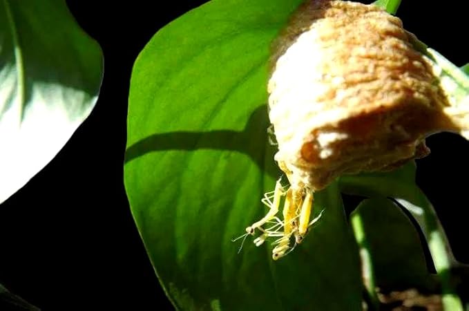 Mantis Eggs with a Free Observation Hatching Pack – Equipped with a Transparent Window Pocket to Observe The Hatching Process Each Ootheca can Produce up to 400 Baby mantises (2 Wood)