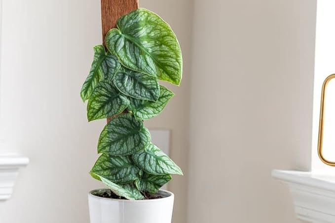 Gardenera Monstera Dubia Soil Blend - Perfect Formulation for Optimal Growth and Development - 20 Quart
