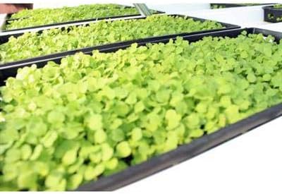 Microgreen Trays with Holes 100 Pack Black Heavy Duty Shallow 1020 Tray Grow SeedlingsWheatgrass Hydroponics