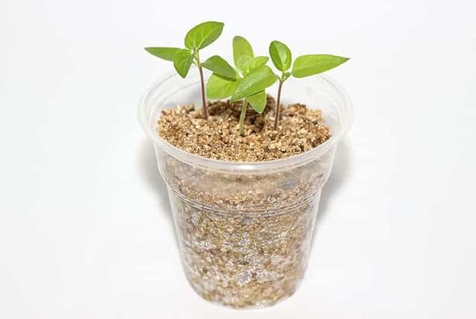 Gardenera Perlite and Vermiculite Mix for Cactus Succulent and Bonsai Trees - 10 Quart - Promote Healthy Growth and Drainage (2 Bags of 5 Quart)