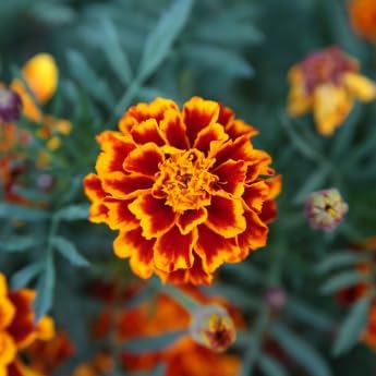 Marigold - Complete Seed Pod Plugs with Plant Food - 10 Pods for Hydroponic Gardens Click and Grow Lettuce Grow and Outdoor Gardens