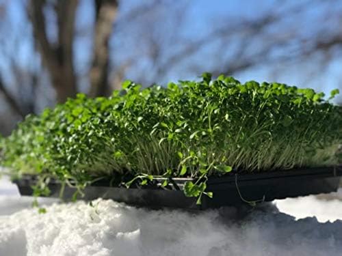 Bootstrap Farmer Microgreen 1020 Trays Shallow Extra Strength 5 Pack Seed Tray with Holes - Grow Fodder Wheatgrass Sprouting Plants Growing