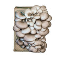 Far West Fungi Oyster Mushroom Mini-Farm Grow Kit 5lbs Non-GMO Easy to Use Grow Your Mushrooms at Home Tree Oyster Produced by Real Farmers in California Indoor