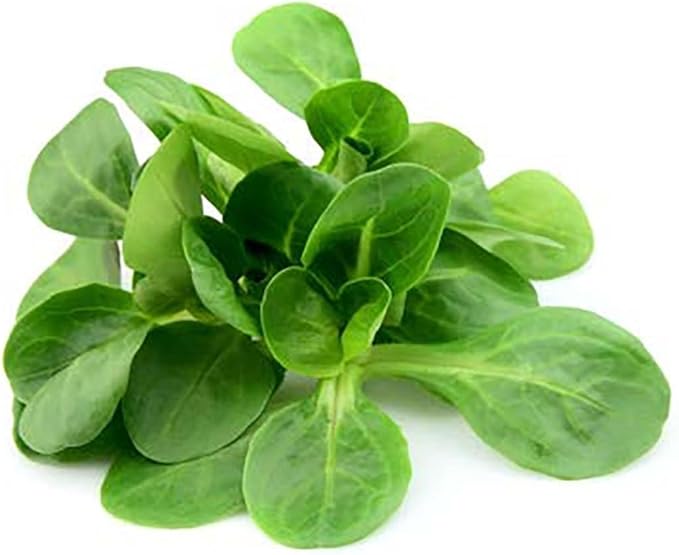 Mache - Large Leaves Variety and Best for Overwintering in The Cold Northeast - Corn Salad - 300 Seeds (Pack of 2)