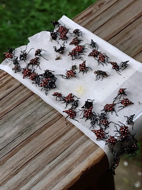Pack of 15 Spotted Lanternfly Canker Worm Sticky Tree Banding 7 inch Wide by 36 inch Longe