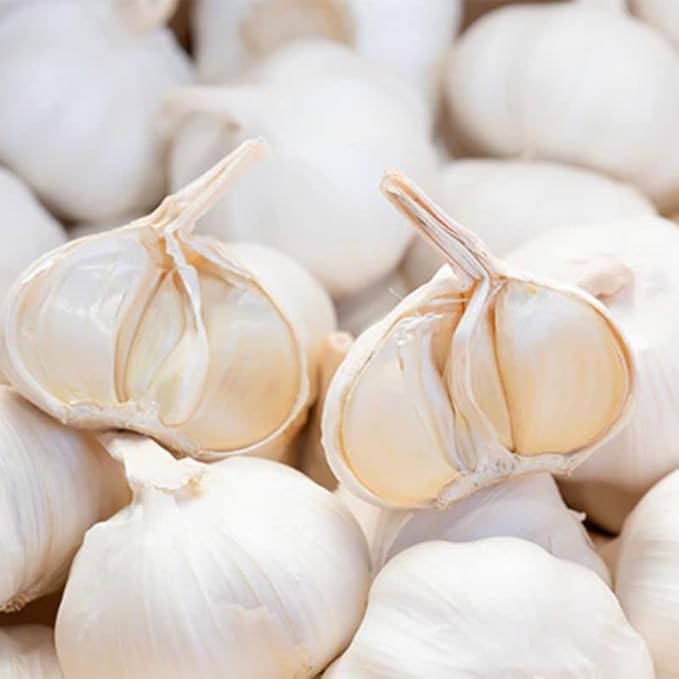 1 Lb Music Garlic Bulbs for Planting 8 Hardy Garlic Bulbs for Planting Home Vegetable Garden or Raised Beds Hardneck Garlic Bulbs