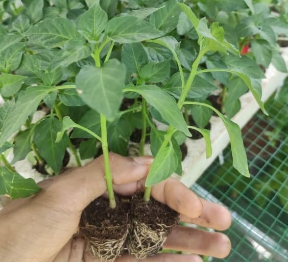 2 Pots 3 Chili Pequin Pepper Plants 3-5 Inch Tall Red Hot Pepper Seedling Piquin Peppers Plants