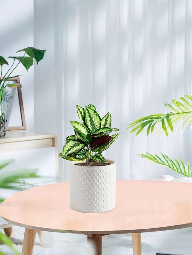 Docrin Ceramic Planters Indoor 8 Inch Plant Pot with Drainage Holes for Home/Office - White Honeycomb