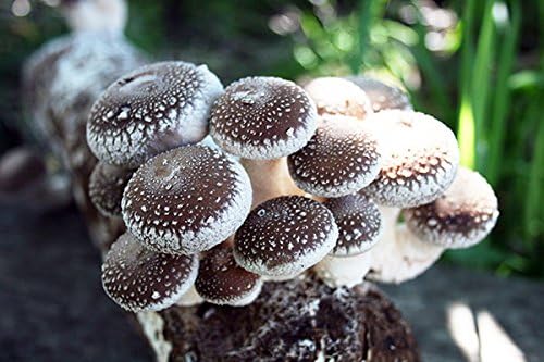 Root Mushroom Farm-Shiitake Grow Kit