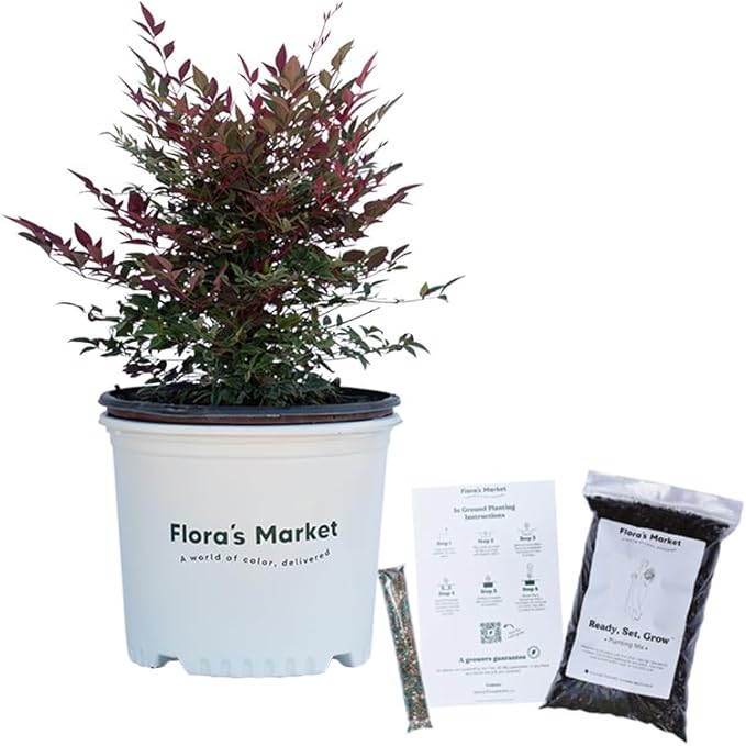 Obsession Nandina - 3 Gallon - Includes Planting Kit