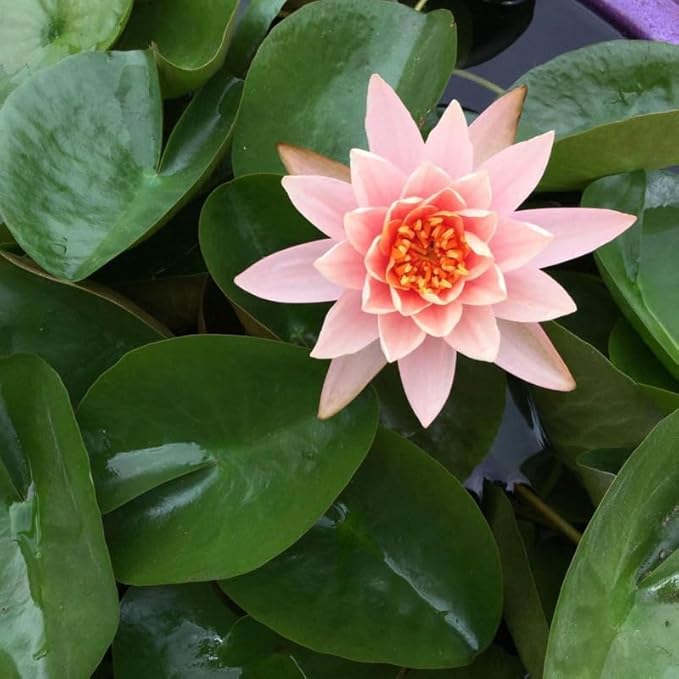 Chalily Aquatic Planting Bundle for Waterlilies Bog Plants Lotus Easy Water Lily Plant Kit Hardy Tropical Waterlily Kit Pond Water Garden Aquatic Soil Pond Plants (16qt Soil 20” Pot Fertilizer)