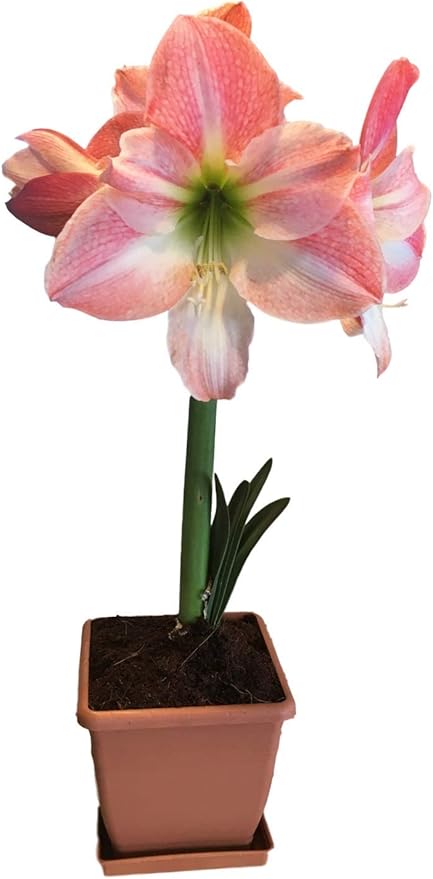 Amaryllis Holiday Gift Growing Kit. Includes: Big Apple Blossom Bulb Plastic Pot and Saucer and Professional Growing Medium