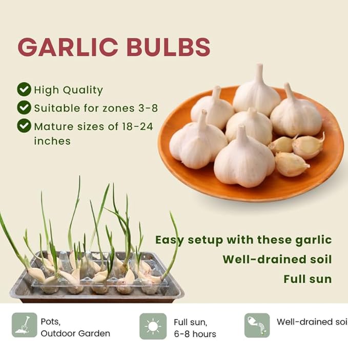 1 Lb Music Garlic Bulbs for Planting 8 Hardy Garlic Bulbs for Planting Home Vegetable Garden or Raised Beds Hardneck Garlic Bulbs