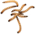 Live Superworms 500 Count Gut-Loaded (1.5-2 inches)