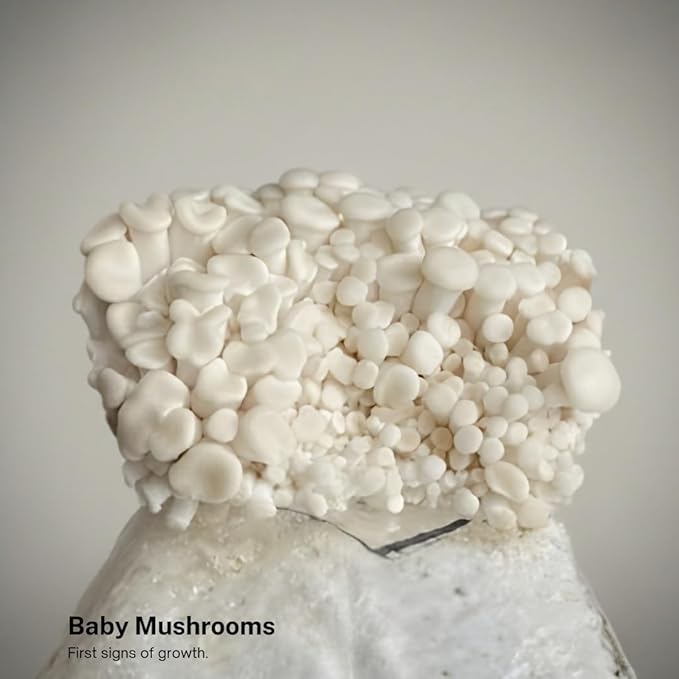 Forest Origins White Oyster Mushroom Grow Kit Harvest Gourmet Mushrooms in 10 Days Beginner Friendly Handmade in California USA Unique Gift