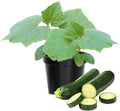 2 Green Squash Zucchini Plants Seedlings 4 Inches Pot Squash Plants Live Live Zucchini Plants