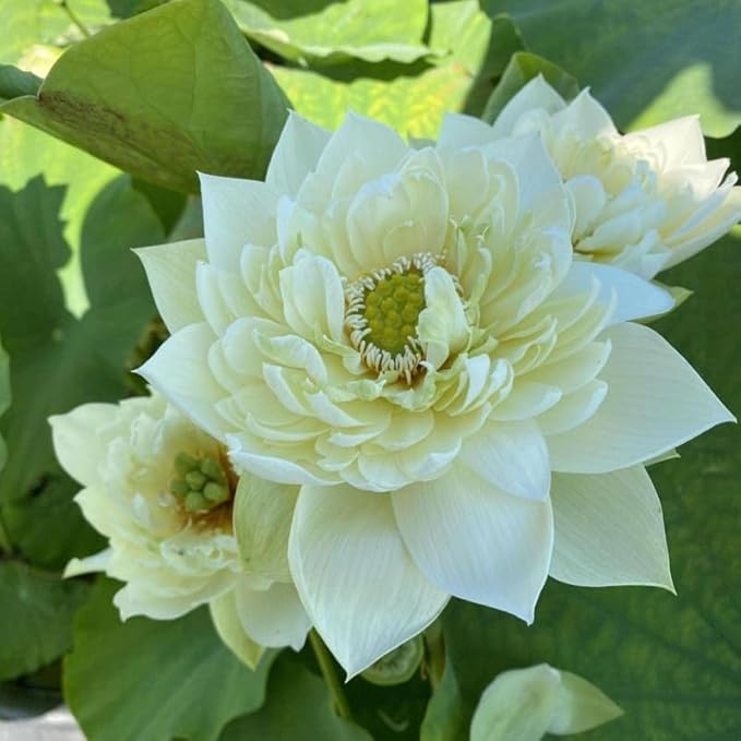 Chalily Aquatic Planting Bundle for Waterlilies Bog Plants Lotus Easy Water Lily Plant Kit Hardy Tropical Waterlily Kit Pond Water Garden Aquatic Soil Pond Plants (16qt Soil 16” Pot)