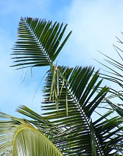 HEDO Beetle Lure Pack of 10| Pheromone Lure for Rhinoceros Beetle (oryctes Rhinoceros) for Coconut &amp Palm Tree