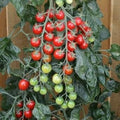 Tomato Rapunzel 100 Seeds