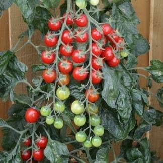 Tomato Rapunzel 100 Seeds