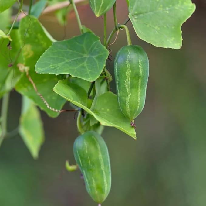 Climbing Tindora Vine Ivy Gourd Plant Scarlet Gourd Vine Tropical Fruit Plant Half Gal Pot No Ship CA
